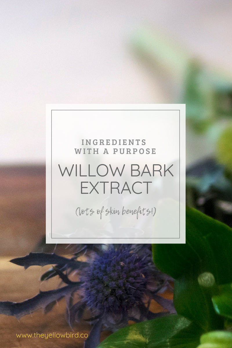 Ingredients With A Purpose: Let’s Talk Willow Bark Extract Skin Benefits!