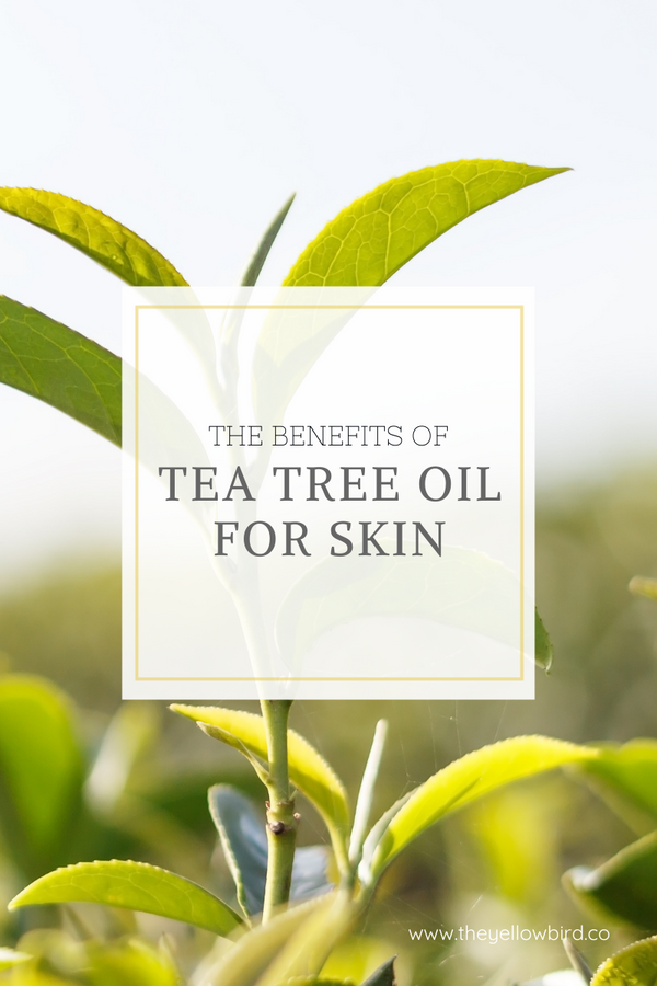 Top 10 Benefits & Uses Of Tea Tree Oil For Skin – SkinKraft