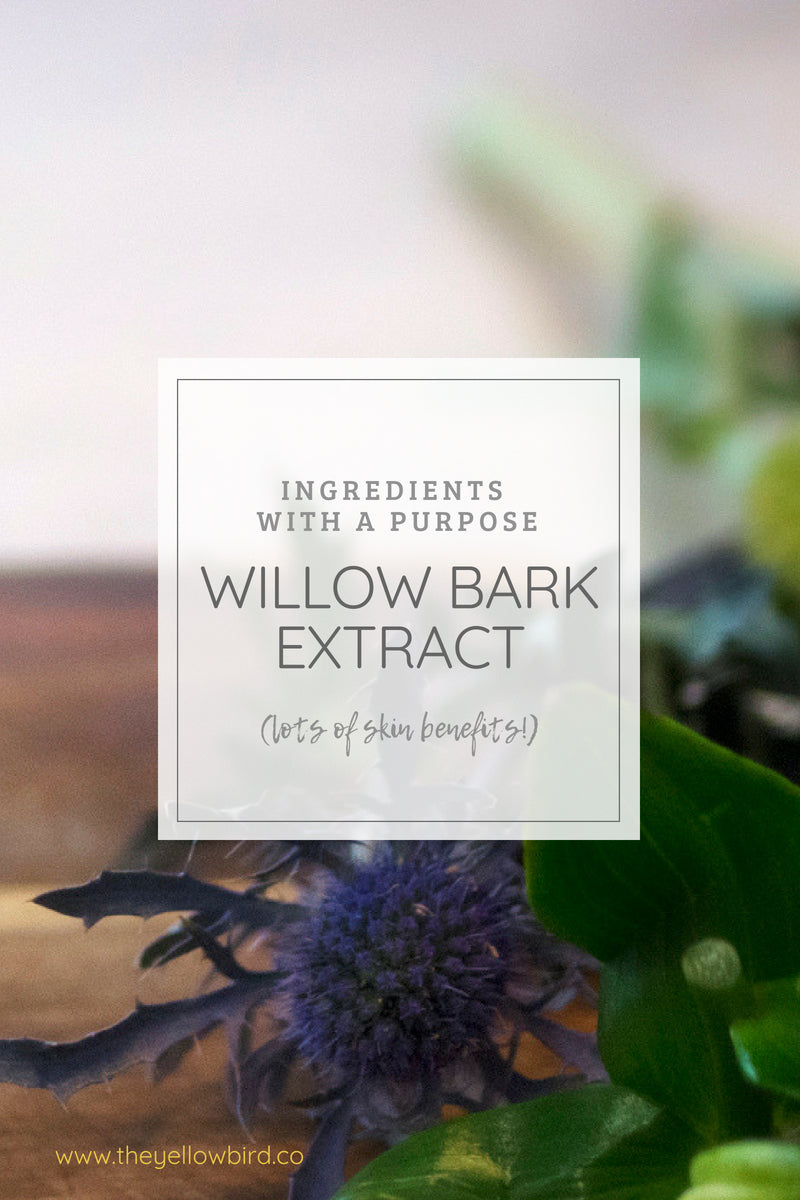 Willow Bark Extract Skin Benefits for Anti-Aging – The Yellow Bird Blog