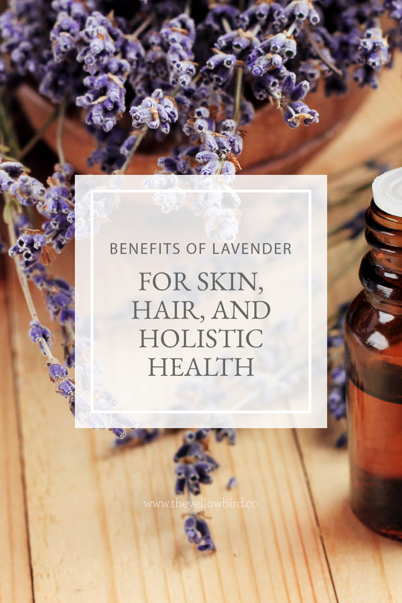 Benefits of Lavender for Skin, Hair, and Holistic Health