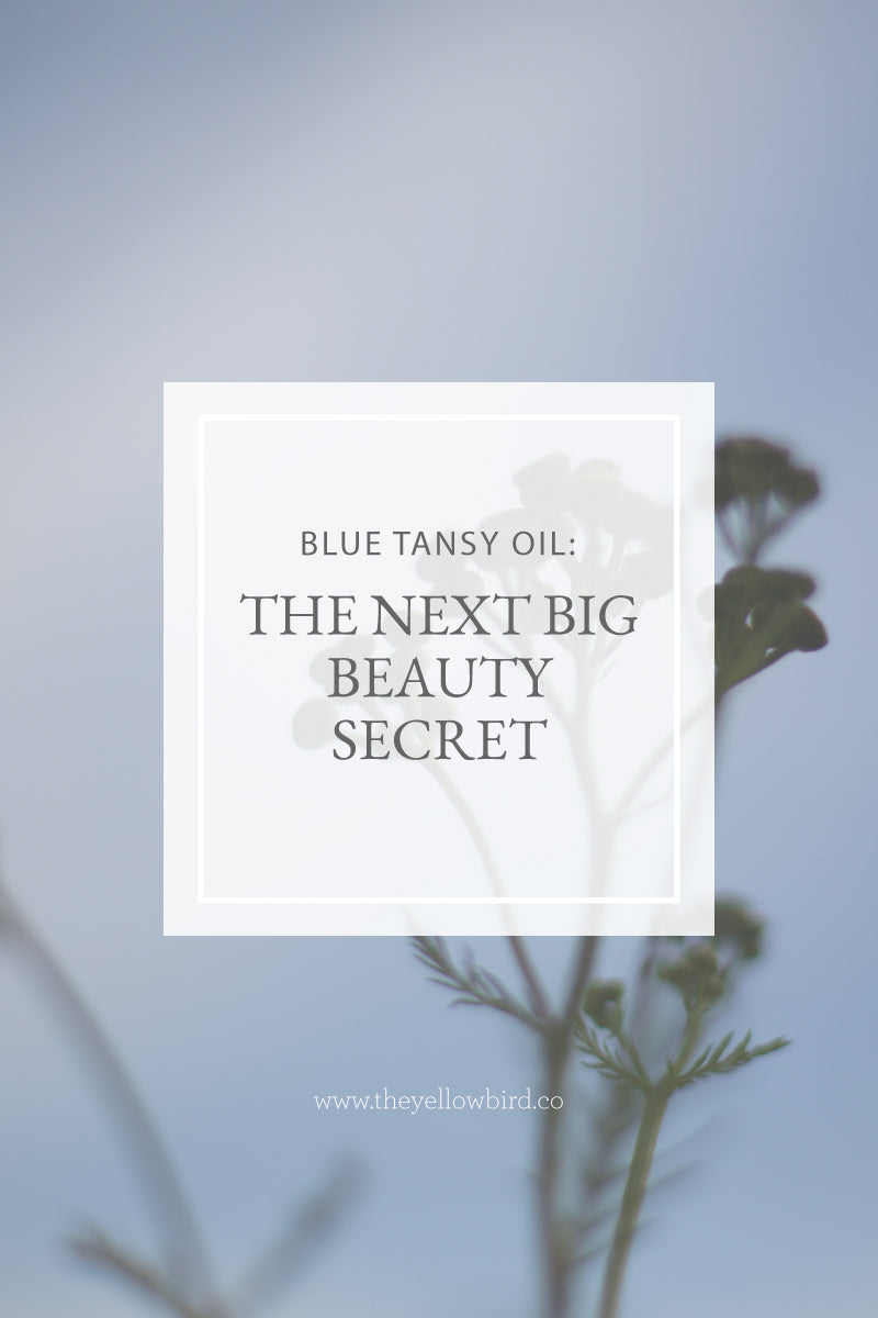 Blue Tansy Oil: the Next Big Beauty Secret