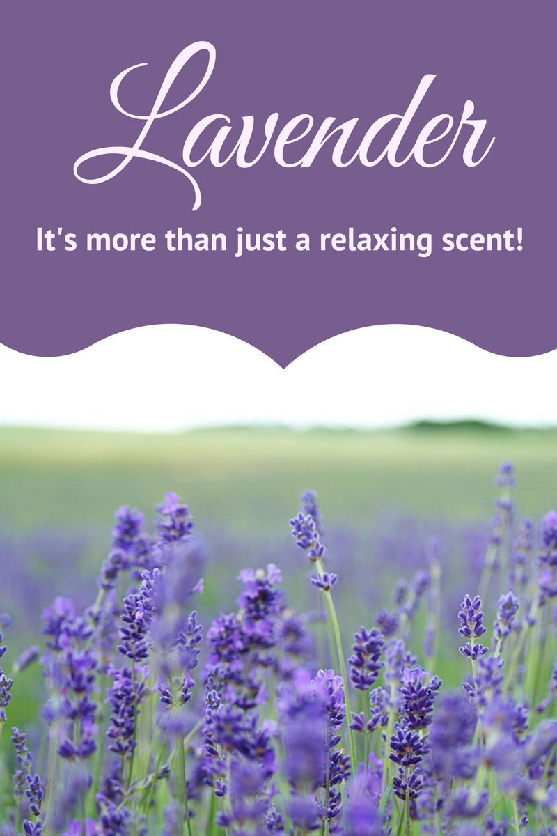 Lavender: It's more than just a relaxing scent!