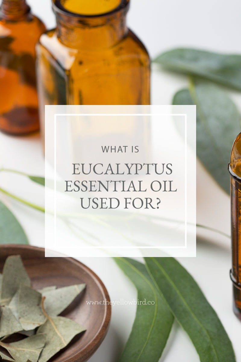 What is Eucalyptus Essential Oil Used For?