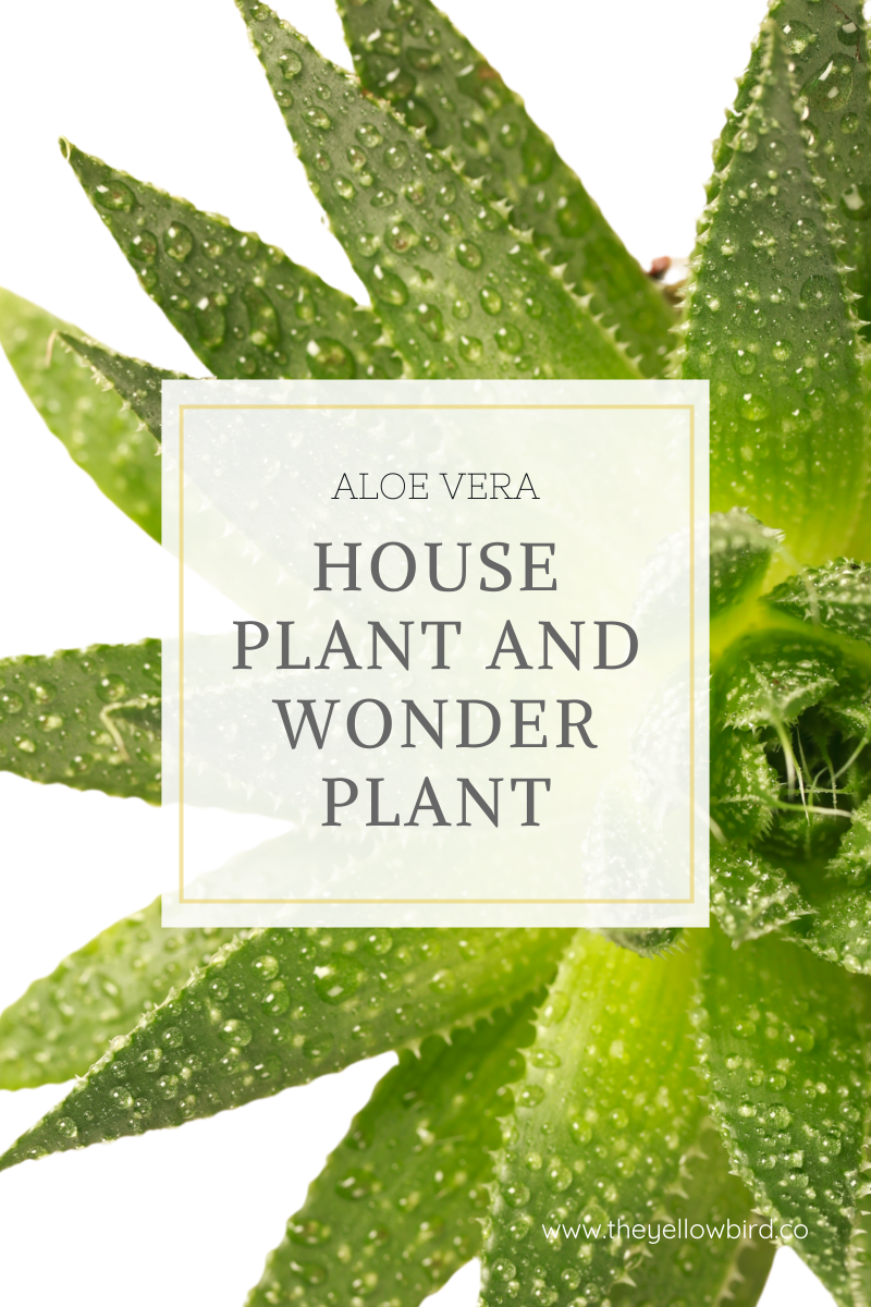 Aloe Vera: The House Plant and Wonder Plant