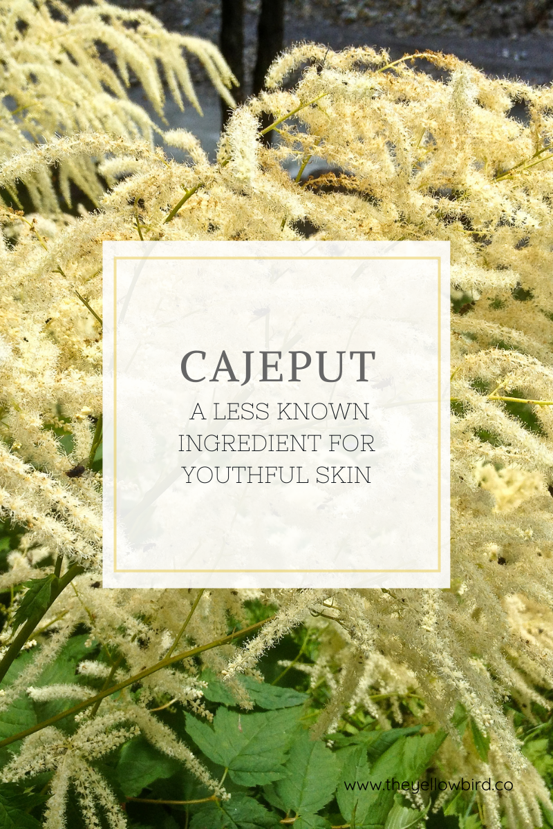 Cajeput: A Less Known Ingredient for Youthful Skin – The Yellow Bird Blog