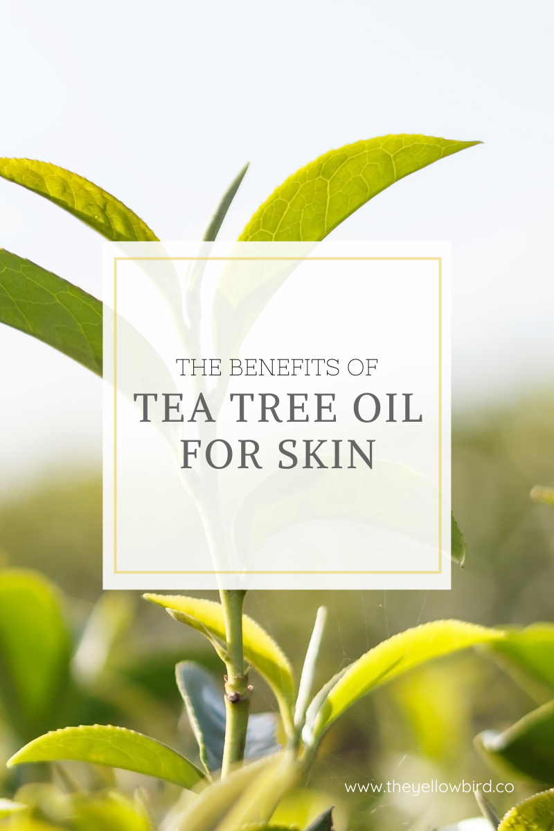 The Benefits of Tea Tree Oil For Skin