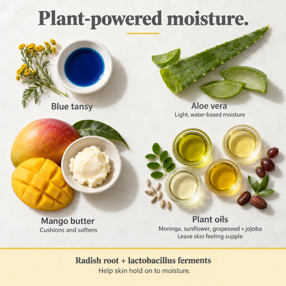 Blue Tansy Face Cream key ingredients: blue tansy oil, aloe vera, mango butter, and moringa, sunflower, grapeseed and jojoba oils