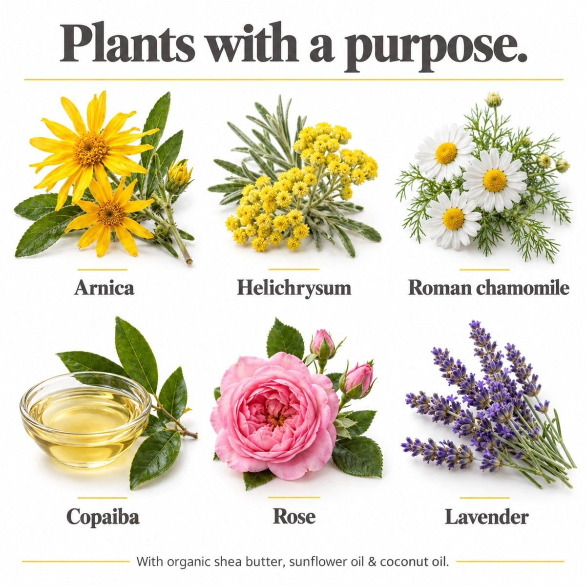 Botanical ingredients in Everything Soothing Balm: arnica, helichrysum, Roman chamomile, copaiba, rose and lavender